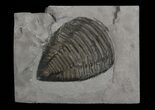 Partial Trimerus Trilobite - New York #68572-1